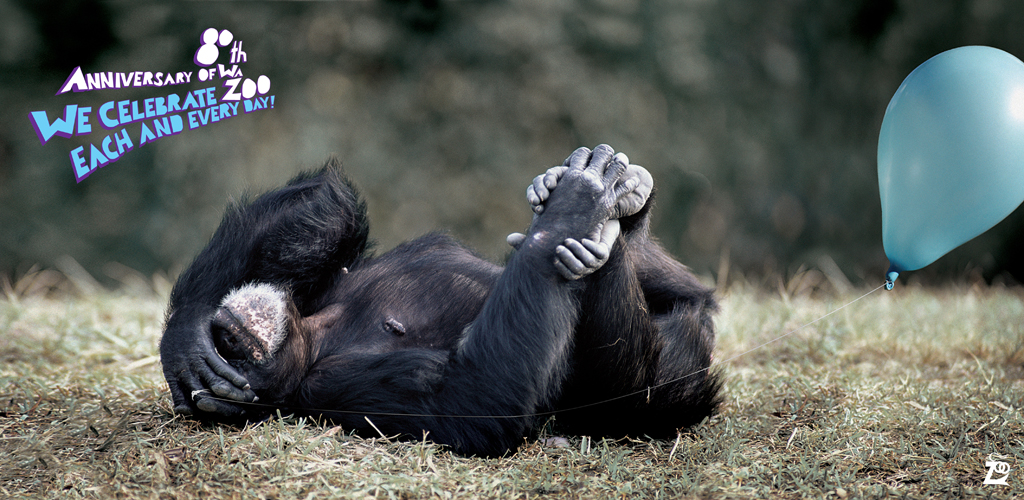 zoo_Chimpanzee